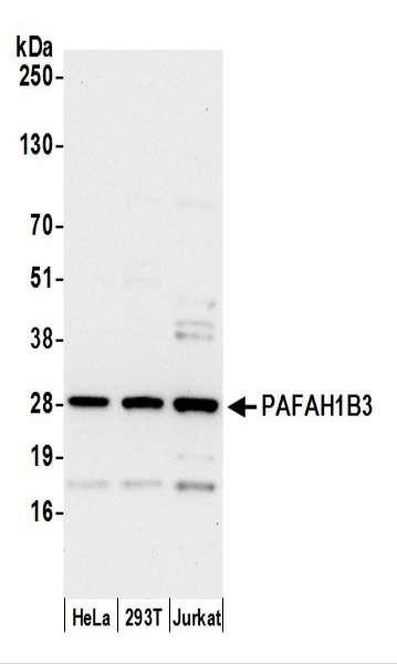 Anti-PAFAH1B3