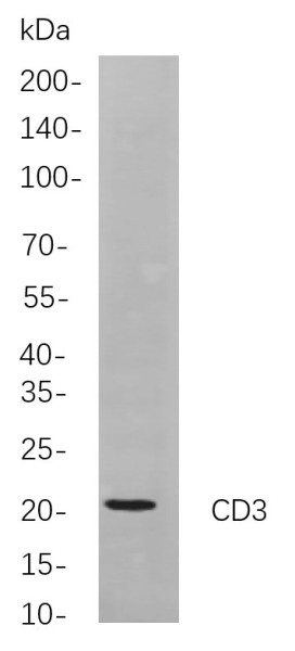 Anti-Recombinant CD3, clone 5A8