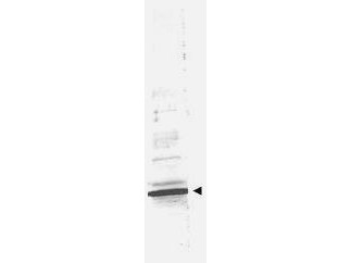 NF-kappaB p65 Control Peptide