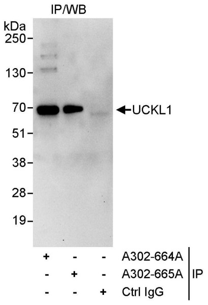 Anti-UCKL1