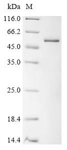 Thioredoxin reductase 1, mitochondrial (Trxr1), partial, recombinant Drosophila melanogaster