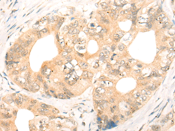 Anti-CD86