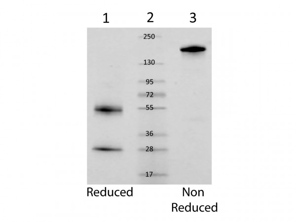 MOUSE IgG whole molecule