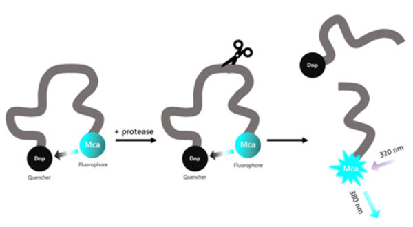 Cathepsin V Inhibitor Screening Assay Kit