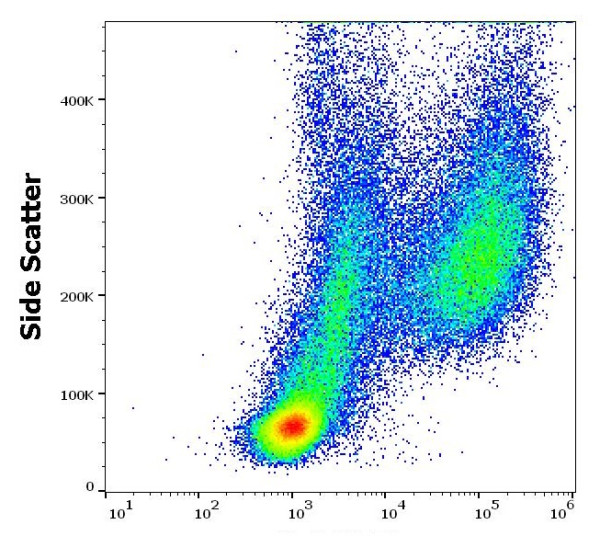 Anti-CD206 / MMR (PE), clone 15-2