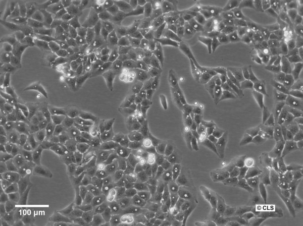 U2OS-CRISPR-NUP96-mMaple Cells