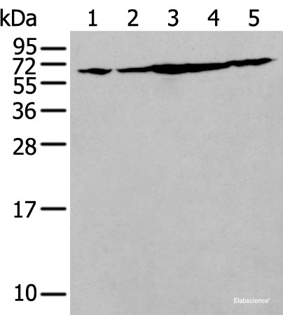 Anti-IRF5
