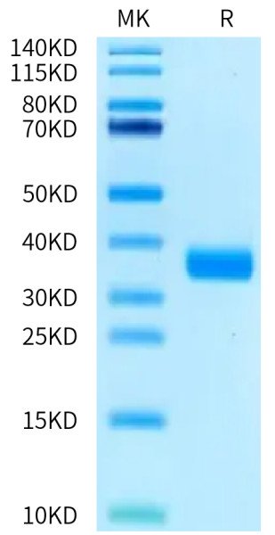 FITC-Labeled Human ANGPT2/Angiopoietin-2 Protein