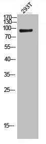 Anti-STAT5A/STAT5B