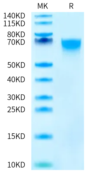 Human CD300LG/Nepmucin Protein