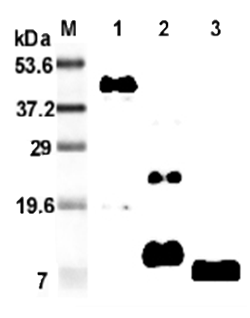 Anti-RELM-beta (mouse), clone MRB 46L