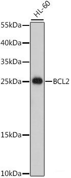 Anti-BCL2
