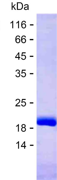 LGALS3 (human), recombinant protein