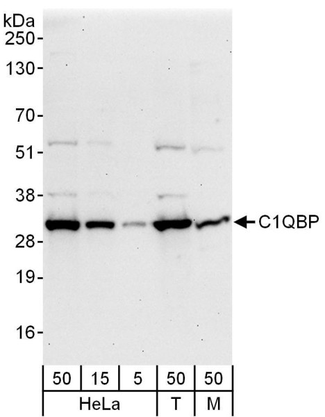Anti-C1QBP