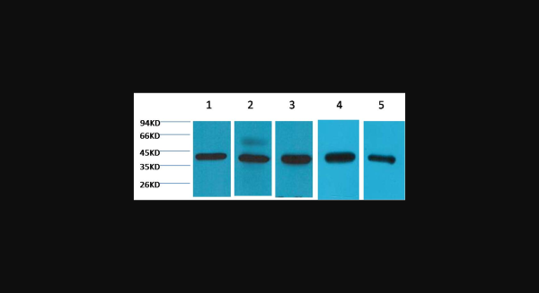 Anti-eIF4A1, monoclonal