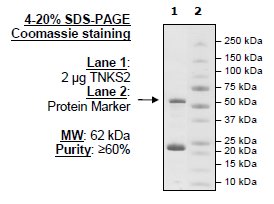 Tankyrase 2 (PARP5B) [849-1166], active human recombinant protein
