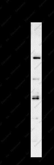 Anti-Recombinant STAT1 (Phospho Ser727), clone C111770