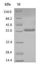 Homeobox protein NANOG (NANOG), human, recombinant