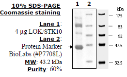 Lok1/Stk10, active human recombinant protein
