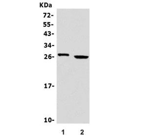 Anti-Granzyme A / GZMA