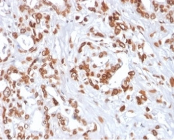 Anti-TCF4, clone TCF4/2252