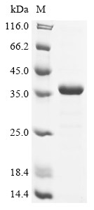 Transcription initiation factor TFIID subunit 9 (TAF9), human, recombinant