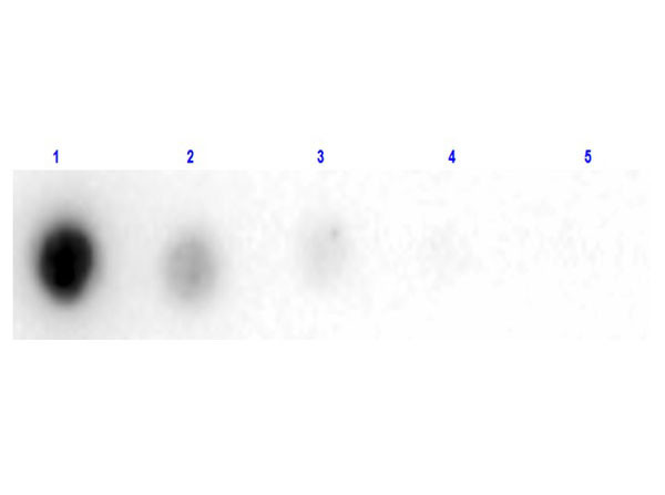 Human Albumin Peroxidase Conjugated