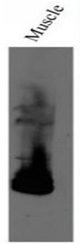 Anti-anoctamin 5, clone 5F7