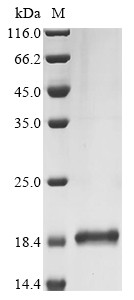 Galanin peptides (GAL), partial, human, recombinant