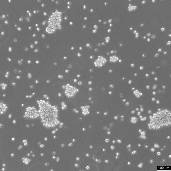 COX Cells