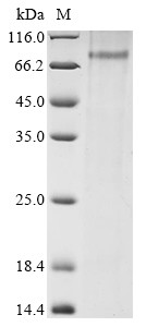 Mannan-binding lectin serine protease 2 (Masp2), rat, recombinant