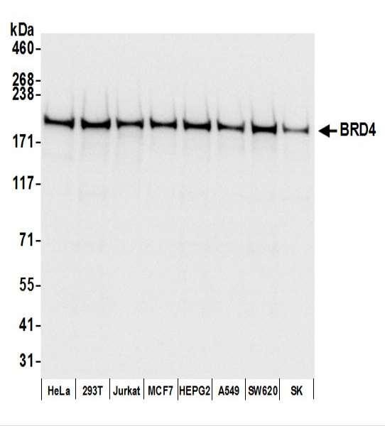 Anti-BRD4 Recombinant Monoclonal