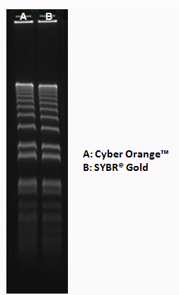 Cyber Golden(TM) Nucleic Acid Gel Stain *10,000X DMSO Solution*