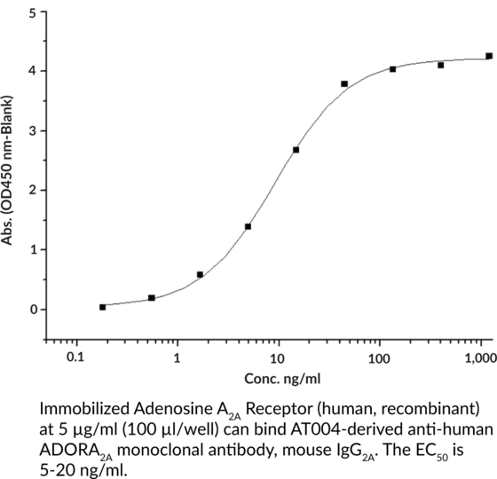 Adenosine A2A Receptor (human, recombinant)