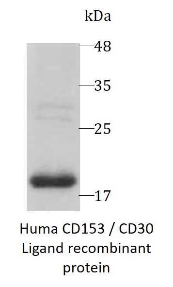 Huma CD153 / CD30 Ligand recombinant protein (Active) (His-tagged)