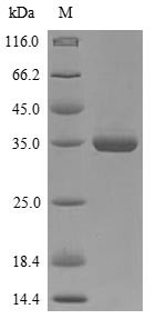 Azurin (BB3856), Bordetella bronchiseptica, recombinant