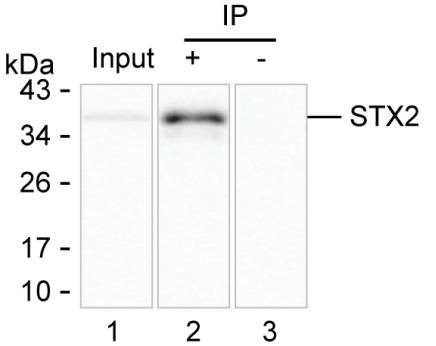 Anti-STX2