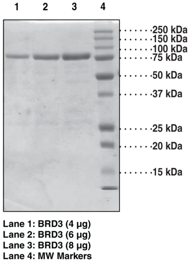 BRD3 bromodomains 1 and 2 (human, recombinant)