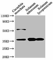 Anti-CHN48