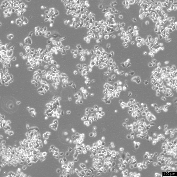 Neuro-2a Cells