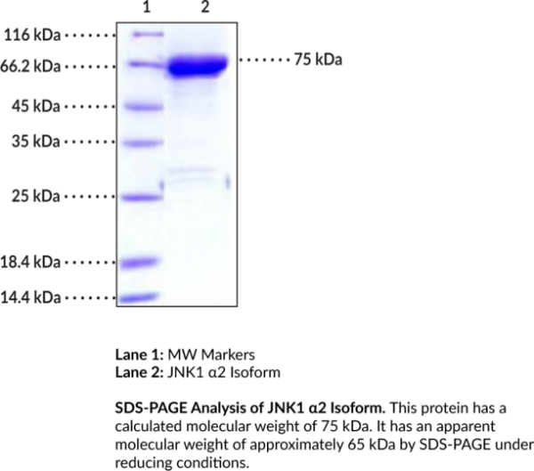 JNK1 alpha2 Isoform (human, recombinant)