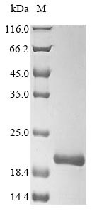 ATP synthase subunit delta, mitochondrial (ATP5D), human, recombinant
