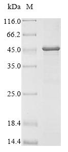 Group XV phospholipase A2 (Pla2g15), mouse, recombinant