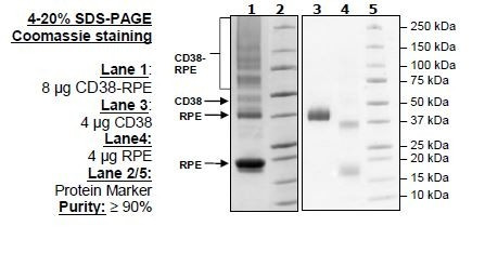 CD38, His-Tag, PE-labeled