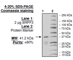 BRPF3 (576-701), Human Recombinant Protein