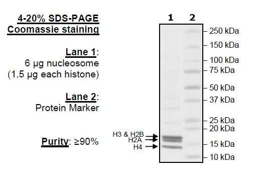 Native Nucleosome (HeLa)