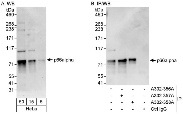 Anti-p66alpha