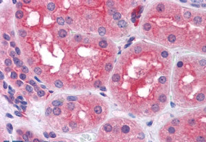 Anti-Prolyl Endopeptidase / PREP, Internal