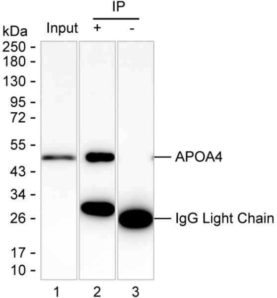 Anti-ApoA4