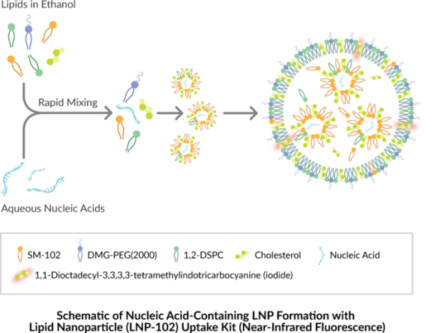 LipidLaunch(TM) LNP-102 Uptake Kit (Near-Infrared Fluorescence)
